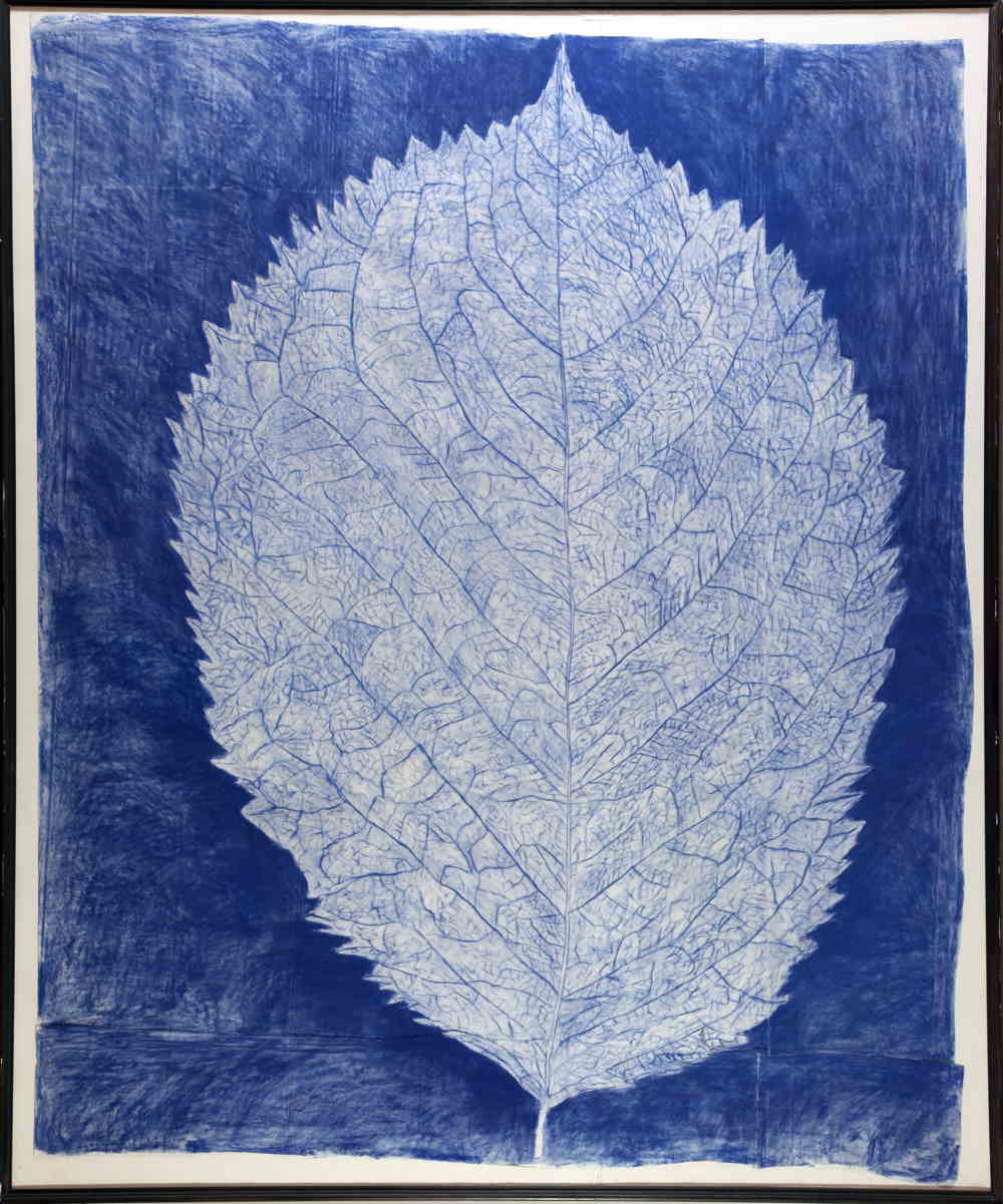 1548-P K Prendergast Leaf Drawing_