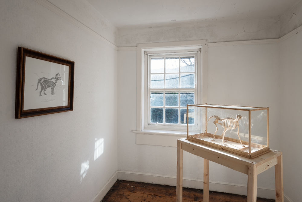 Image: Peter Nash, 'Domestic Animal' installation. Courtesy of the Artist. Photo: Jed Niezgoda