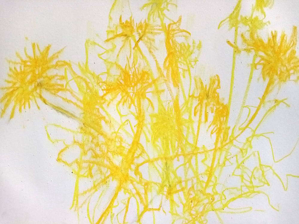 Dandelions