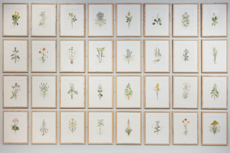 'Botanica' - Crawford Art Gallery - Cork, Ireland - 2022 / Photograph: Jed Niezgoda - www.jedniezgoda.com