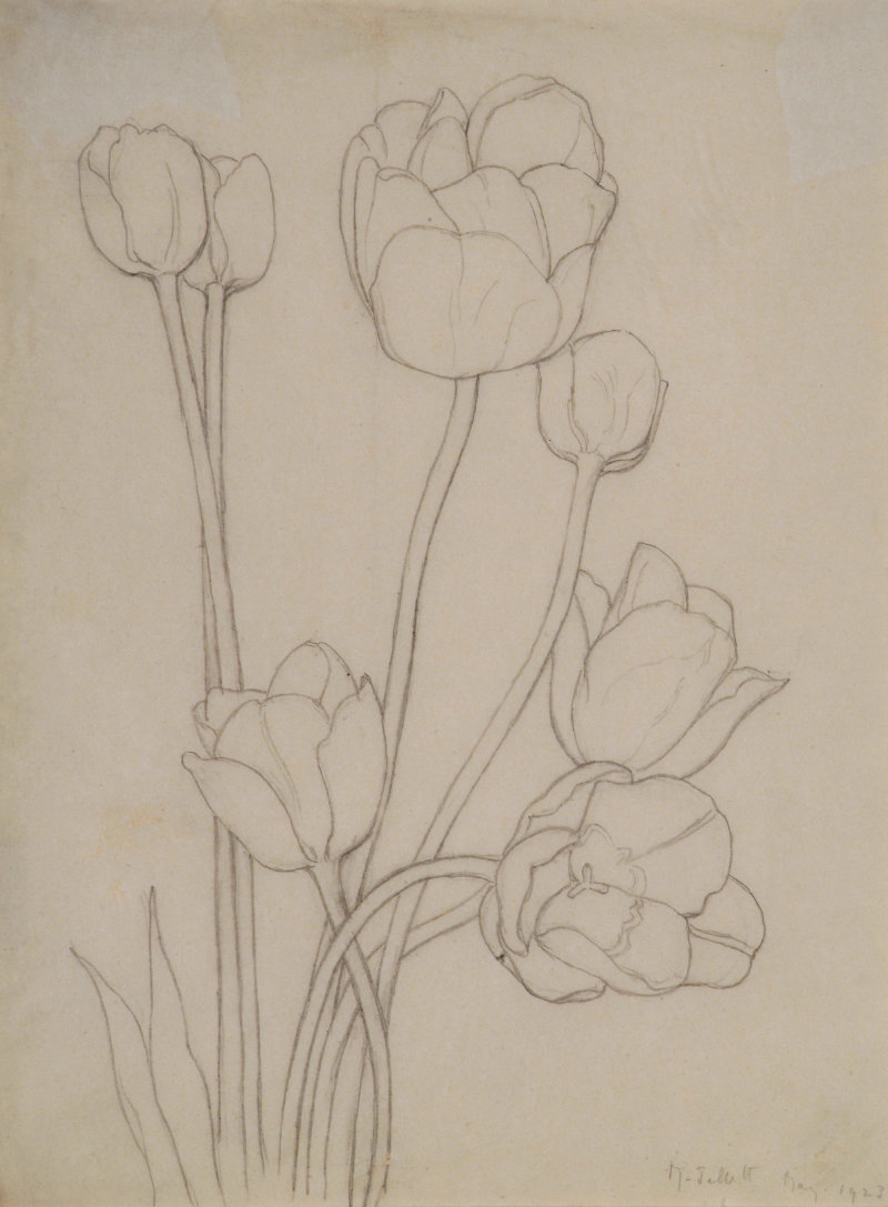 Mainie Jellett, Tulips, 1923, pencil on paper, 26 x 18.5 cm. Presented, 1993