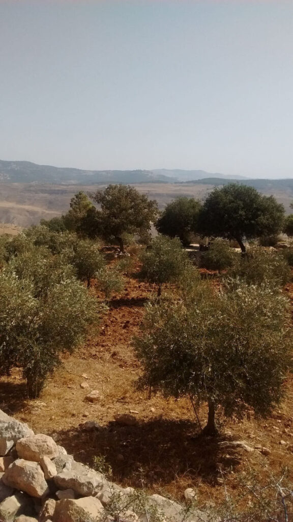 Image courtesy of Mera Qamar