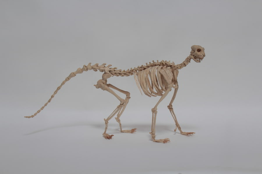 Peter Nash, Domestic Animal, 2018, found timber, carved beechwood, steel wire, lace pins, 33 x 58 x 22 cm. Purchased, 2021. © the artist_