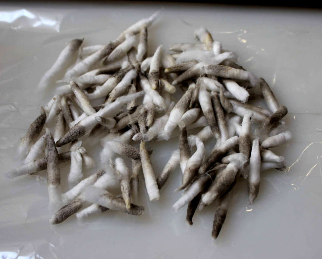 Red Rose Conservation