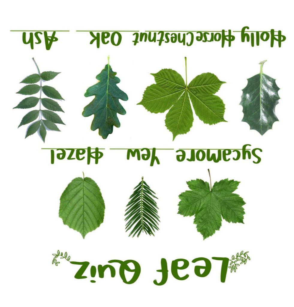Leaf Quiz Answers
