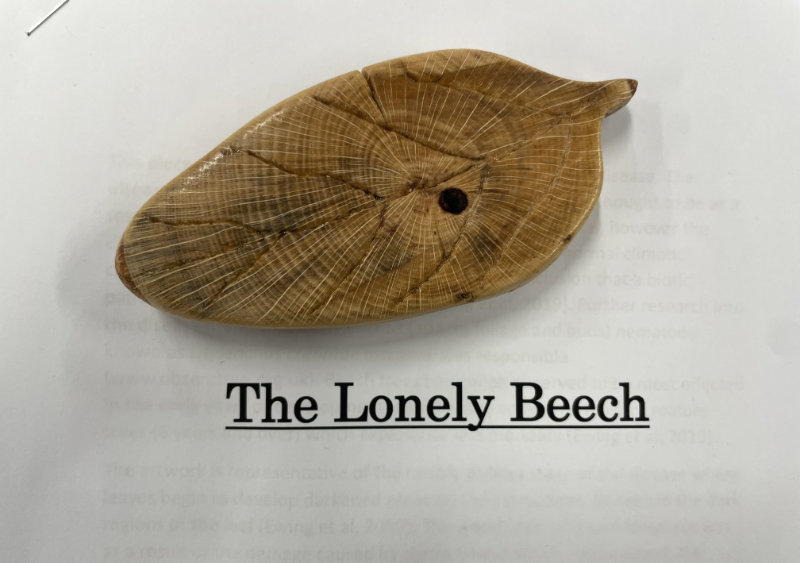 lonelyBeech