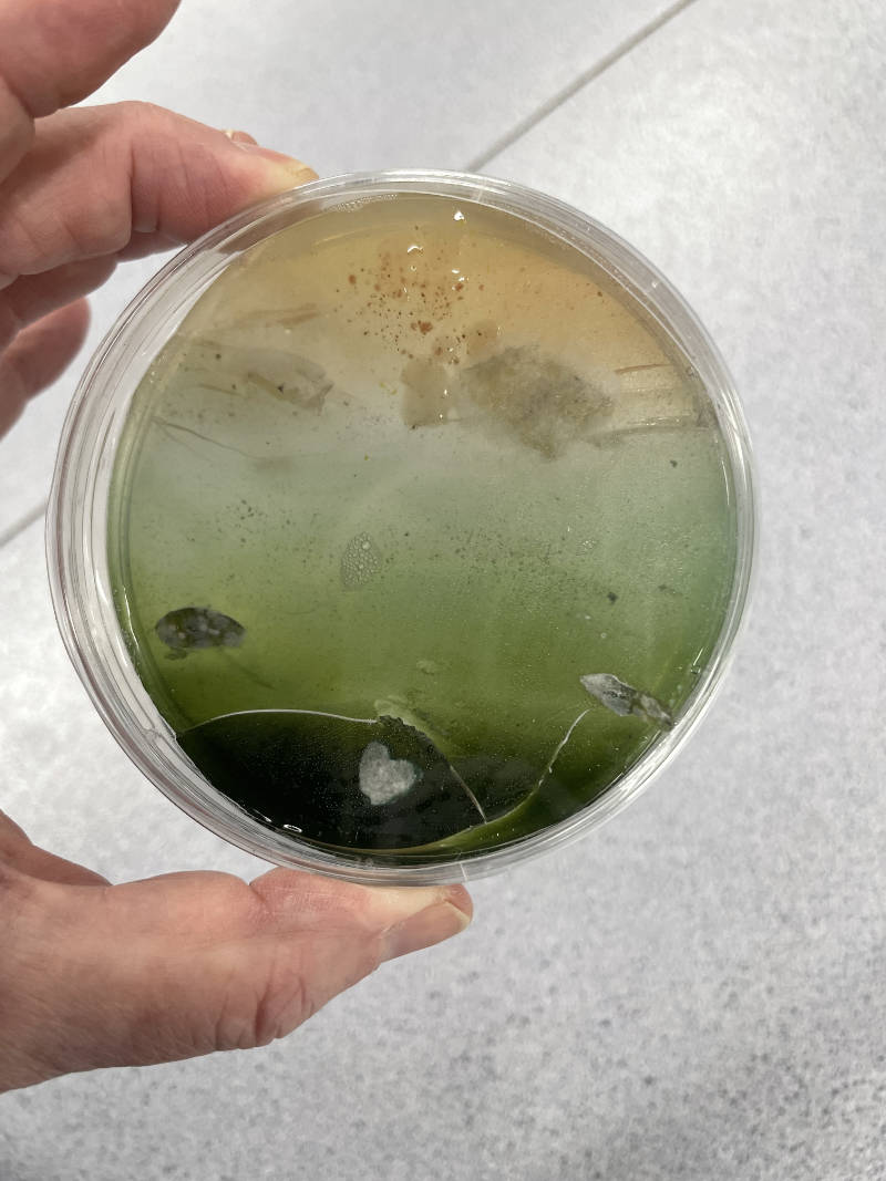 redskyInthemorningLandscape